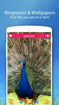 Farm Animal Sounds android App screenshot 8